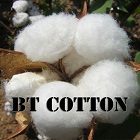 8820 bt cotton