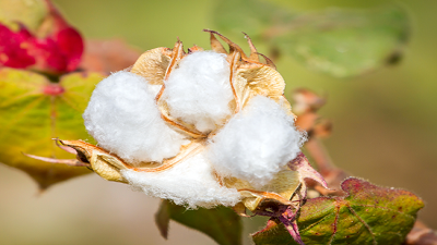 Cotton-flower