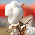 Cotton prices on the rise after India overtakes China as largest