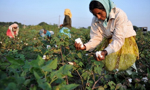 Cotton prices on the rise after India overtakes China as largest producer