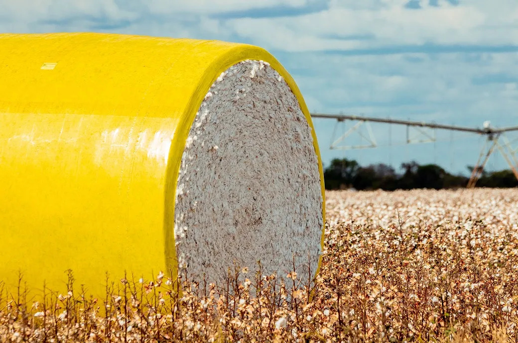 Cotton's Comeback: Brazil's blueprint for a natural fiber renaissance