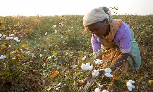 India to see a stronger cotton production year in 2017 18