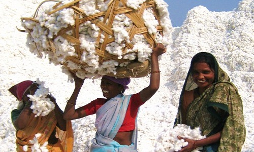 Indias growing expanse of sustainable cotton