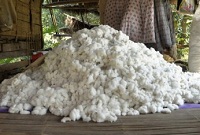 Indias growing expanse of sustainable cotton farming