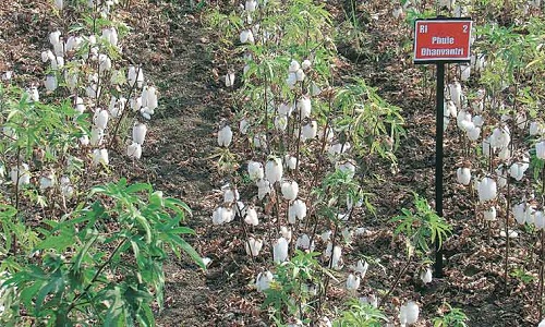 Monsantos Bt cotton controversy uncovers Indias