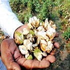 Monsantos Bt cotton controversy uncovers Indias policy paradox
