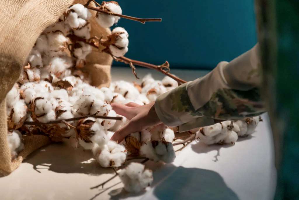 Organic cotton's scale problem raises new risks for fashion supply chains