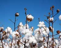 Quick guide to benefits of organic cotton