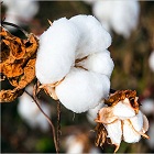 Vietnams cotton demand sees an upsurge for 6th consecutive year