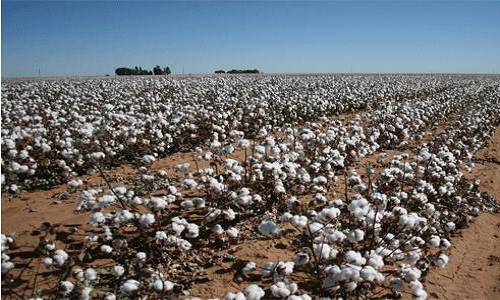 Zimbabwe Cotton
