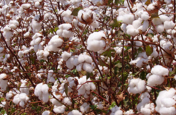 Bangladesh shifts cotton sourcing from India to Africa, as it impact global cotton trade