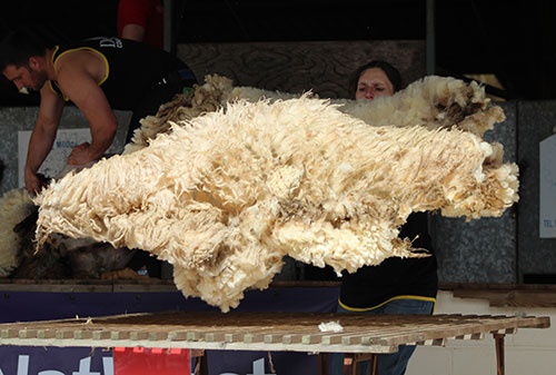 British Wool to sponsor 2019 Shearing and Handling World Championships