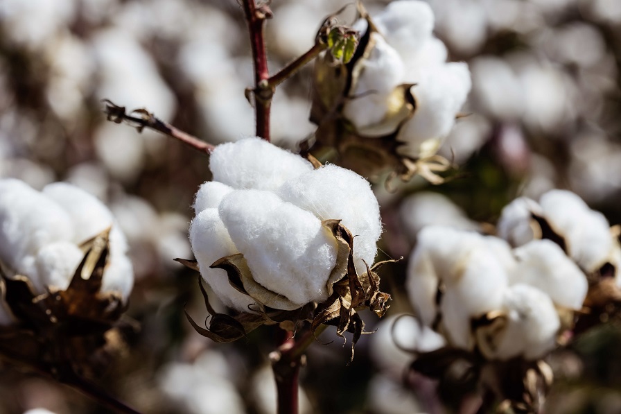 Cotton production expected to rebound in 2024/25, says USDA's May WASDE report