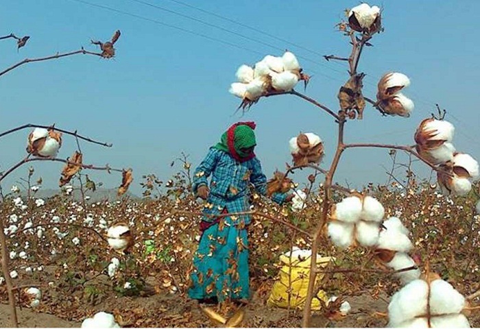 India Cotton purchases are unprofitable as prices remain high despite duty cut