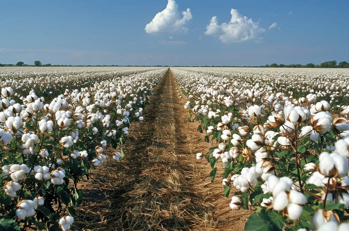 USDA September Report Global cotton outlook tightens amidst supply and demand fluctuations