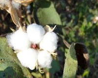 Vietnam imports 20 more cotton in 2018 001