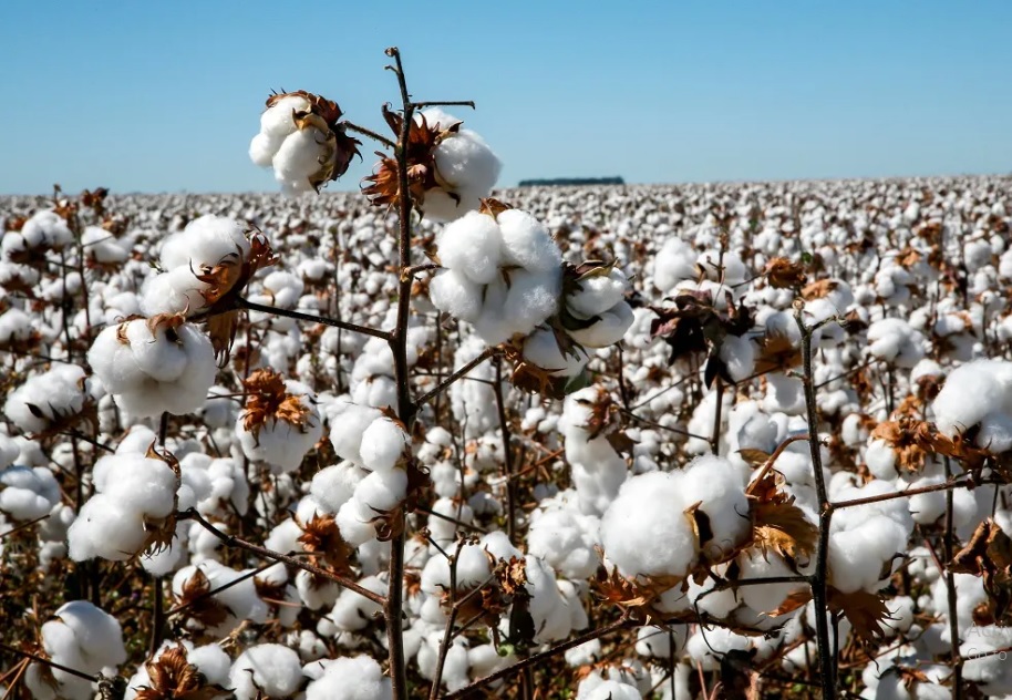 Brazilian cotton 2023-24 season touches new milestones