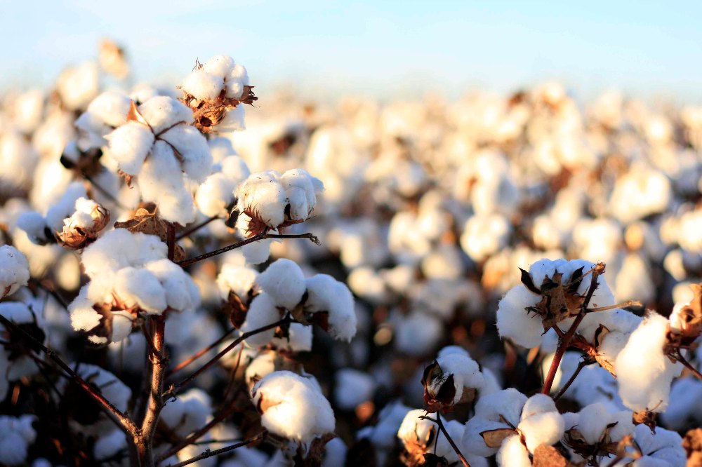 India's Cotton Opportunity: Navigating shifting sands and competitive pressures