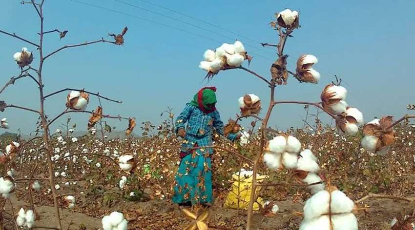 The 10.3 mn-tonne cotton trade boom will be driven by scarcity, not surplus