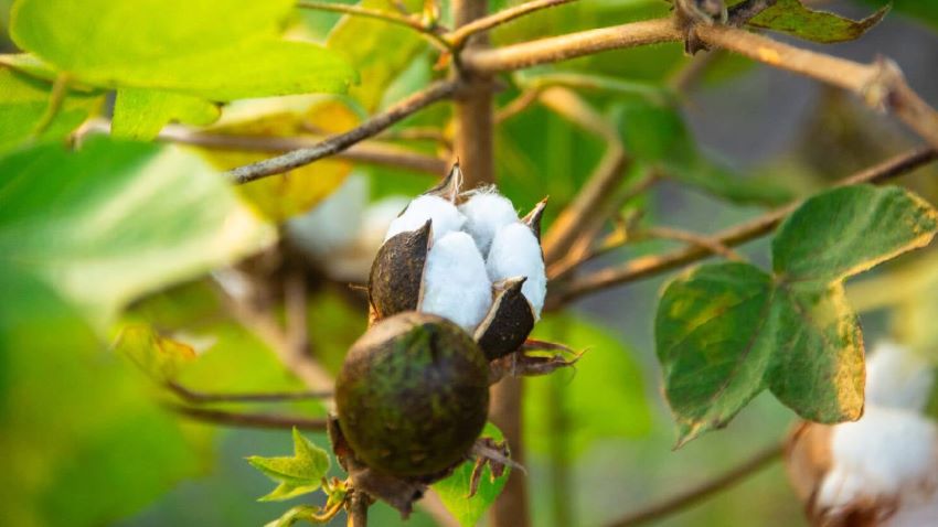 US cotton blacklist reshapes global textile supply chains
