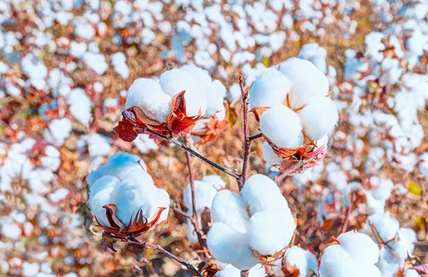 Why Banned Cotton From China Is So Hard to Keep Out of the U.S.